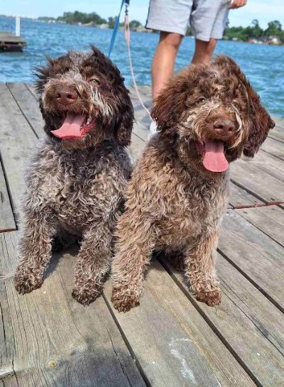 Lagotto Romagnolo tenci